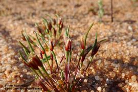   Fruits:   Centrolepis eremica ; Photo by South Australian Seed Conservation Centre, used with permission
